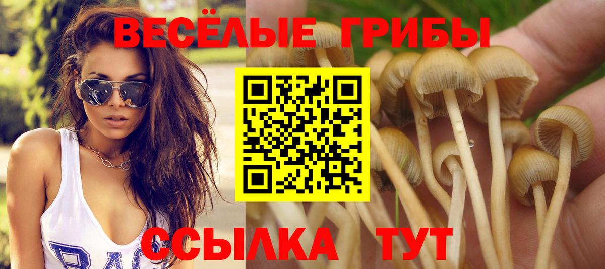 Псилоцибиновые грибы Psilocybe  Вход с VPN  купить наркотики цена  Анжеро-Судженск  Псилоцибиновые грибы Psilocybine cubensis 