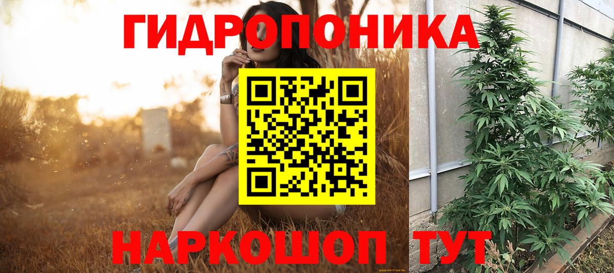 Конопля гибрид Анжеро-Судженск